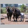 tony checking on his horses